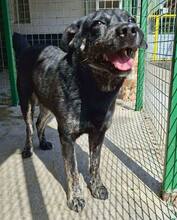 ALIZIO, Hund, Mischlingshund in Rumänien - Bild 10