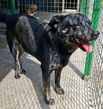 ALIZIO, Hund, Mischlingshund in Rumänien - Bild 13