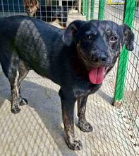 ALIZIO, Hund, Mischlingshund in Rumänien - Bild 14