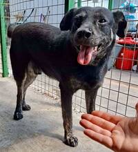 ALIZIO, Hund, Mischlingshund in Rumänien - Bild 3