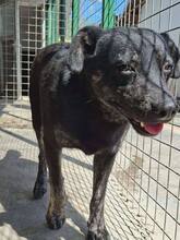 ALIZIO, Hund, Mischlingshund in Rumänien - Bild 5