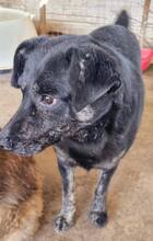 ALIZIO, Hund, Mischlingshund in Rumänien - Bild 7