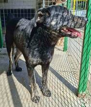 ALIZIO, Hund, Mischlingshund in Rumänien - Bild 9