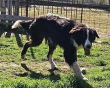 GORDON, Hund, Mischlingshund in Griechenland - Bild 1