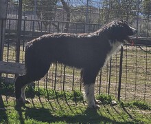 GORDON, Hund, Mischlingshund in Griechenland - Bild 3