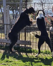 GORDON, Hund, Mischlingshund in Griechenland - Bild 4