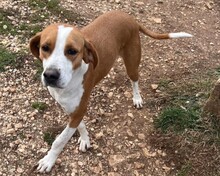 KRISTY, Hund, Mischlingshund in Griechenland - Bild 2
