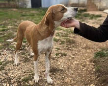 KRISTY, Hund, Mischlingshund in Griechenland - Bild 3