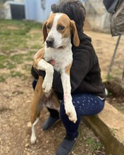 KRISTY, Hund, Mischlingshund in Griechenland - Bild 4