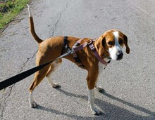 KRISTY, Hund, Mischlingshund in Griechenland - Bild 5