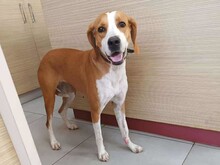KRISTY, Hund, Mischlingshund in Griechenland - Bild 6