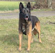 SPIKE, Hund, Deutscher Schäferhund in Löwenberger Land - Bild 1