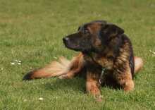 SPIKE, Hund, Deutscher Schäferhund in Löwenberger Land - Bild 2