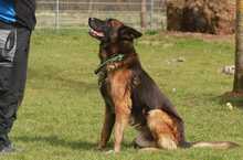 SPIKE, Hund, Deutscher Schäferhund in Löwenberger Land - Bild 3