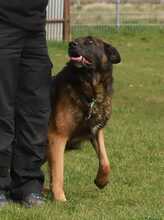 SPIKE, Hund, Deutscher Schäferhund in Löwenberger Land - Bild 4