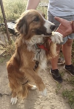 ANTONIO, Hund, Mischlingshund in Spanien - Bild 1