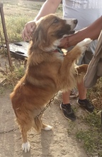 ANTONIO, Hund, Mischlingshund in Spanien - Bild 2