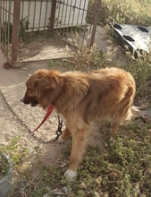 ANTONIO, Hund, Mischlingshund in Spanien - Bild 3