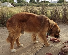 ANTONIO, Hund, Mischlingshund in Spanien - Bild 4