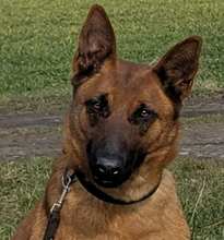 ISA, Hund, Malinois in Löwenberger Land - Bild 1