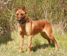 ISA, Hund, Malinois in Löwenberger Land - Bild 2