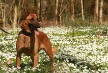 ISA, Hund, Malinois in Löwenberger Land - Bild 3