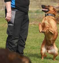 ISA, Hund, Malinois in Löwenberger Land - Bild 4