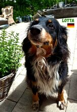 LOTTA, Hund, Appenzeller Sennenhund in Weitnau - Bild 2