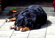 LOTTA, Hund, Appenzeller Sennenhund in Weitnau - Bild 4