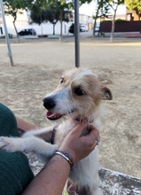 MOU, Hund, Mischlingshund in Spanien - Bild 2