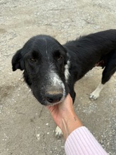 FANNY, Hund, Mischlingshund in Bulgarien - Bild 1