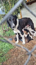 FANNY, Hund, Mischlingshund in Bulgarien - Bild 2
