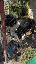 FANNY, Hund, Mischlingshund in Bulgarien - Bild 3