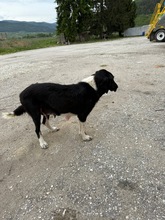 FANNY, Hund, Mischlingshund in Bulgarien - Bild 4