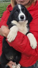 DALIA, Hund, Mischlingshund in Bulgarien - Bild 1