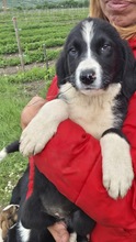 DALIA, Hund, Mischlingshund in Bulgarien - Bild 2