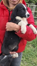 DALIA, Hund, Mischlingshund in Bulgarien - Bild 3