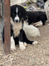 DALIA, Hund, Mischlingshund in Bulgarien - Bild 5