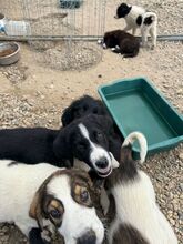 DALIA, Hund, Mischlingshund in Bulgarien - Bild 7