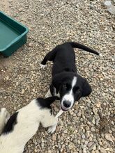 DALIA, Hund, Mischlingshund in Bulgarien - Bild 8
