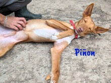 PINON, Hund, Podenco in Spanien - Bild 1