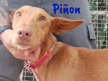 PINON, Hund, Podenco in Spanien - Bild 2