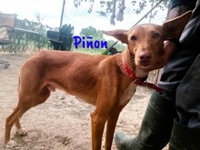 PINON, Hund, Podenco in Spanien - Bild 3
