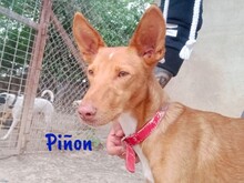 PINON, Hund, Podenco in Spanien - Bild 4