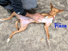 PINON, Hund, Podenco in Spanien - Bild 5