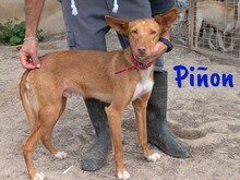 PINON, Hund, Podenco in Spanien - Bild 6
