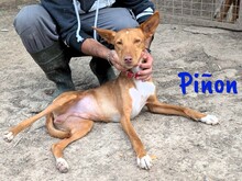 PINON, Hund, Podenco in Spanien - Bild 7