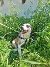 BOBBY, Hund, Mischlingshund in Rumänien - Bild 1