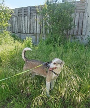 BOBBY, Hund, Mischlingshund in Rumänien - Bild 2