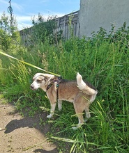 BOBBY, Hund, Mischlingshund in Rumänien - Bild 3